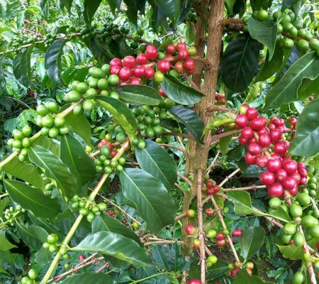 Il caffè dell’Ecuador, un futuro all’insegna della qualità