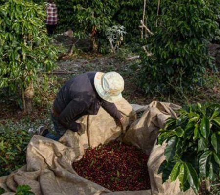Le nuove frontiere dei processi di lavorazione del caffè: fermentazione con frutta